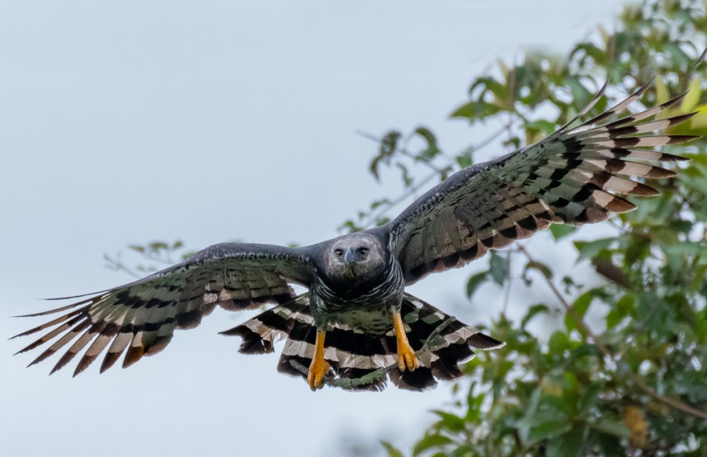 Crested Eagle by Victor Castanho, Macaulay Library at the Cornell Lab of Ornithology