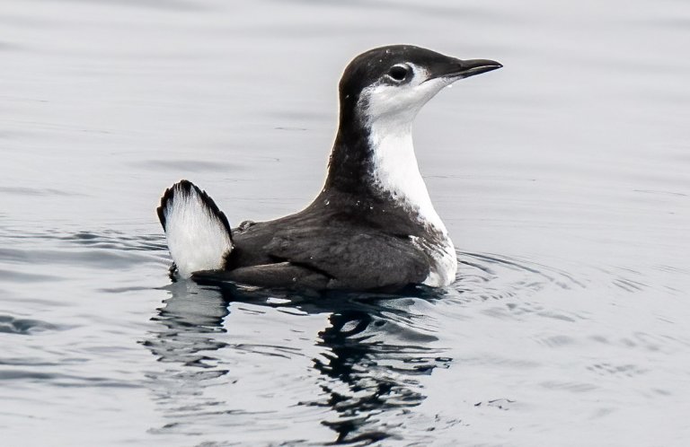 Guadalupe Murrelet by Mel Seanc, Macaulay Library at the Cornell Lab of Ornithology