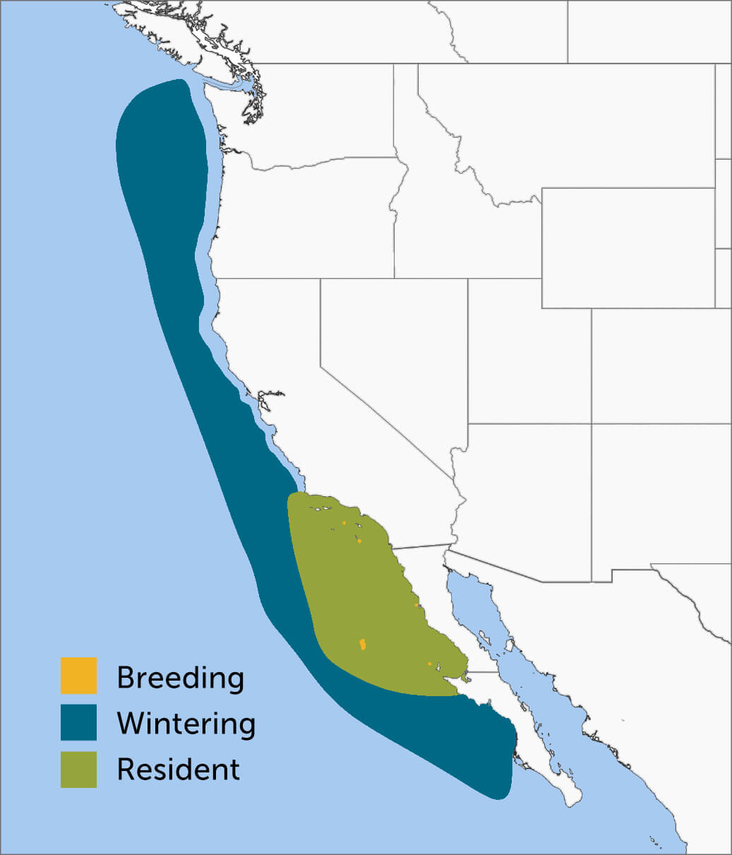 Guadalupe Murrelet range map by Birds of North America, https://birdsna.org maintained by the Cornell Lab of Ornithology.