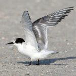 Immature Arctic Tern by Jay McGowan, Macaulay Library at the Cornell Lab of Ornithology