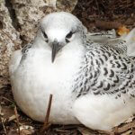 Juvenile Red-tailed Tropicbird. Photo by natomik, CC BY 4.0.