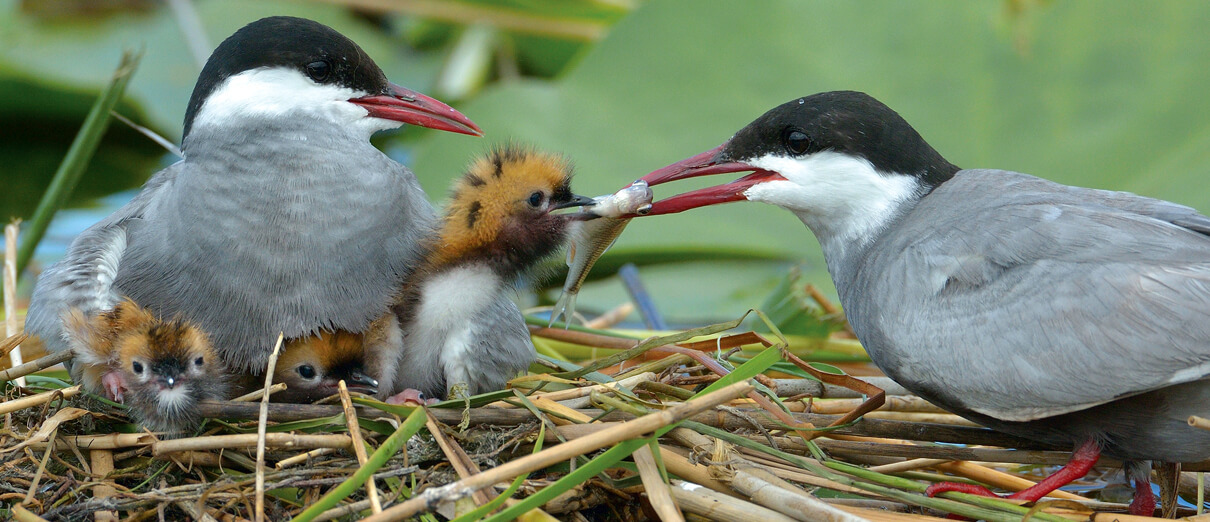 Arctic Tern pair with chicks. Photo by aaltair, Shutterstock.