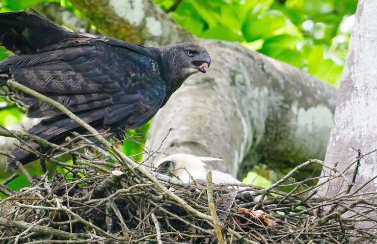 Crested Eagle on nest with chick. Photo by FotoRequest, Shutterstock.