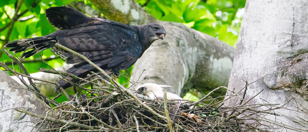 Crested Eagle on nest with chick. Photo by FotoRequest, Shutterstock.