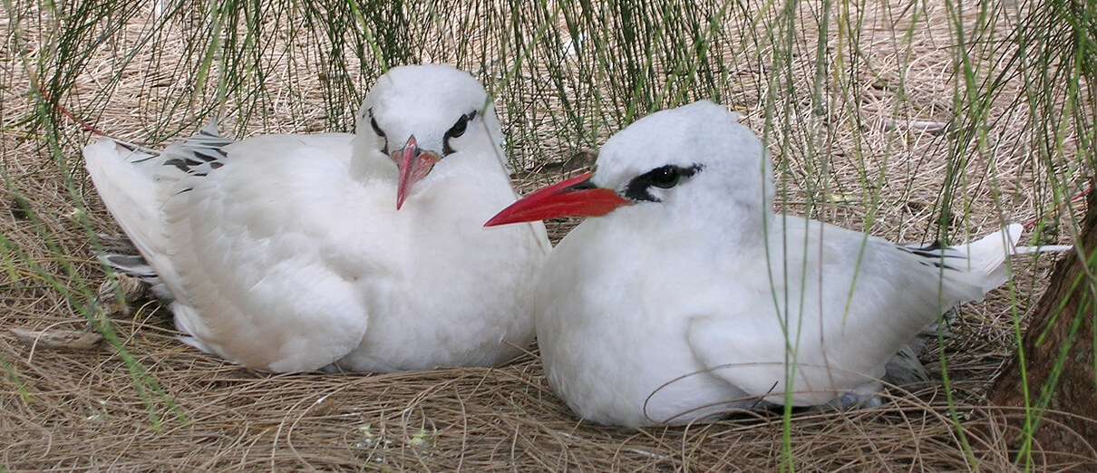 Red-tailed Tropicbird pair by Forest & Kim Starr, CC BY 3.0