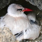 Red-tailed Tropicbird and chick, Oahu. Photo by George Wallace.