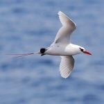 Red-tailed Tropicbird by Tom Grey