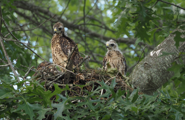 Two Red-shouldered Hawk chicks, May 2024. All photos by David Wiedenfeld.