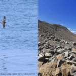 Wedge-rumped Storm-Petrel habitat: ocean and desert. Photo by ROC.