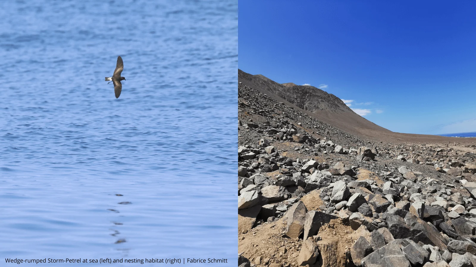 Wedge-rumped Storm-Petrel habitat: ocean and desert. Photo by ROC.
