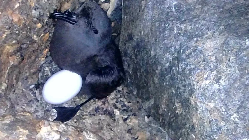 Wedge-rumped Storm-Petrel in a nest cavity. Photo by ROC.