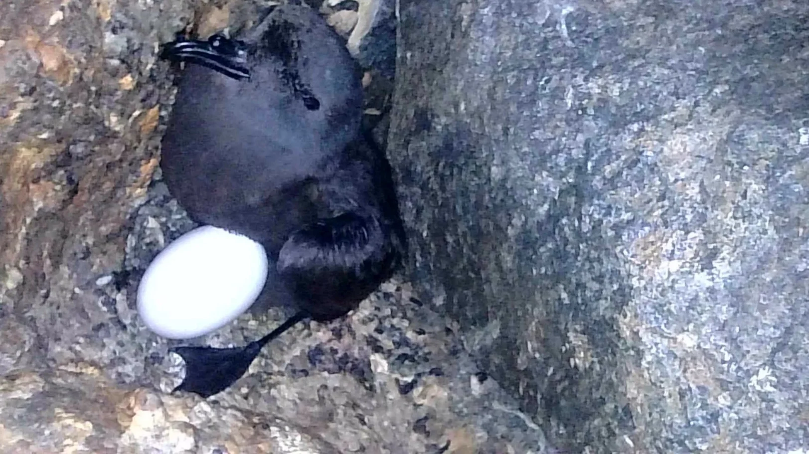 Wedge-rumped Storm-Petrel in a nest cavity. Photo by ROC.