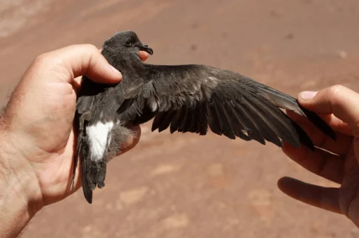 Wedge-rumped Storm-Petrel handled by a trained expert with permits. Photo by Rodrigo Silva/ROC.