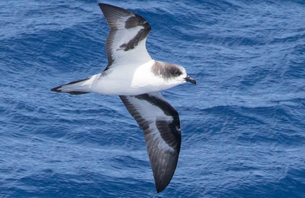 Bonin Petrel by Eric Vanderwerf, Macaulay Library at the Cornell Lab of Ornithology