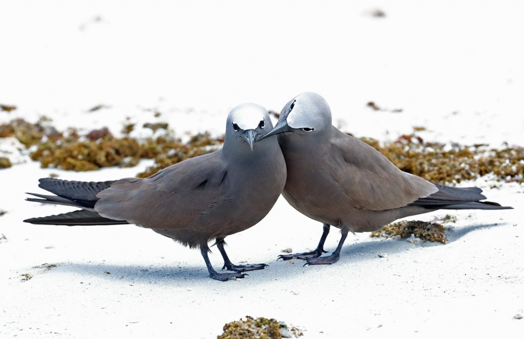 Brown Noddies by Neil Bowman, Shutterstock