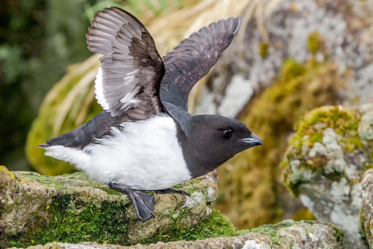 Dovekie - American Bird Conservancy