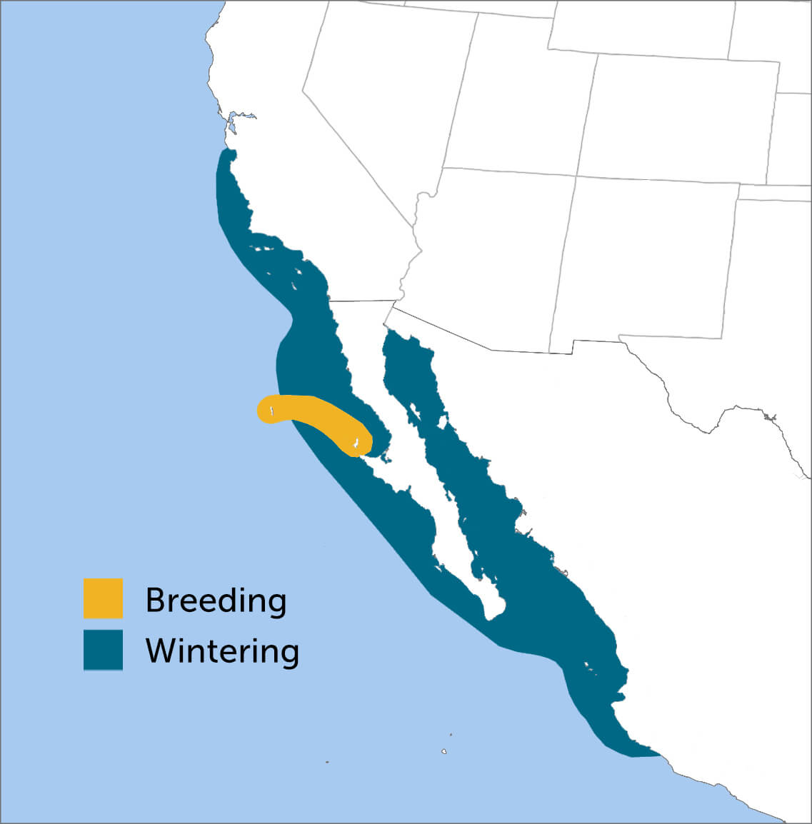 Black-vented Shearwater range map by Birds of North America, https://birdsna.org maintained by the Cornell Lab of Ornithology