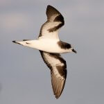 Bonin Petrel in flight by Robby Kohley