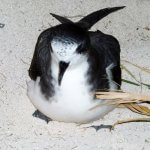 Bonin Petrel on Laysan. Photo by George Wallace.