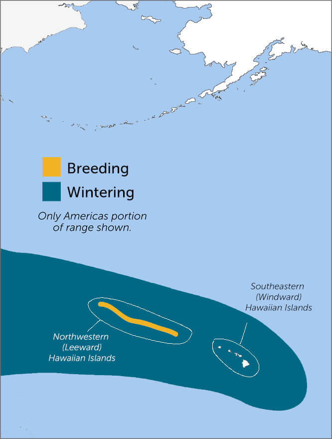 Bonin Petrel range map by Birds of North America, https://birdsna.org maintained by the Cornell Lab of Ornithology.