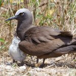 Brown Noddy and chick. Photo by Paleokastritsa, Shutterstock.