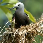 Brown Noddy on nest. Photo by Coulanges, Shutterstock.