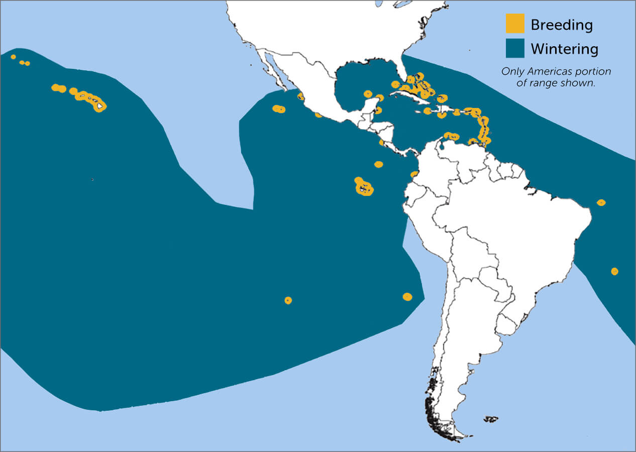 Brown Noddy range map by Birds of North America, https://birdsna.org maintained by the Cornell Lab of Ornithology.