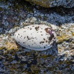 Dovekie egg hatching. Photo by Maximillian Cabinet, Shutterstock.