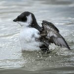 Dovekie on water. Photo by Lucas Liu, Macaulay Library at the Cornell Lab of Ornithology