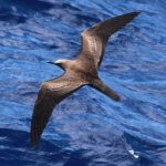 Juvenile Brown Noddy. Photo by Sophie Webb.