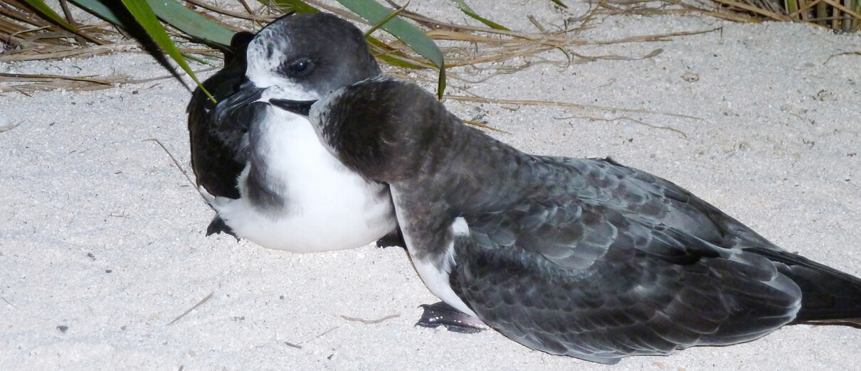 Bonin Petrel pair allopreening. Photo by George Wallace.