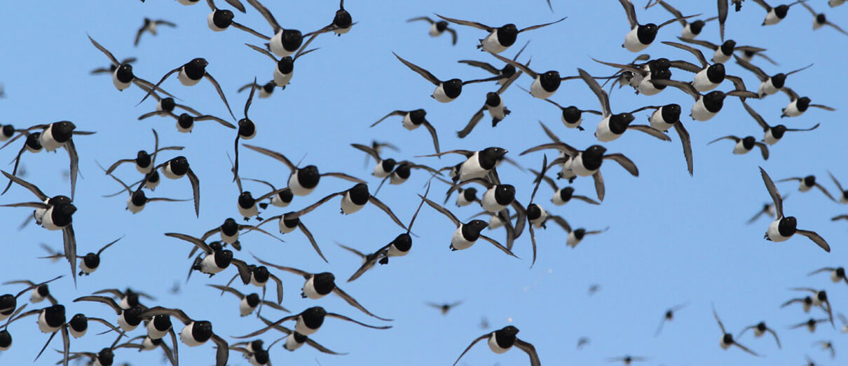 Dovekies in flight. Photo by Noah Strycker, Macaulay Library at the Cornell Lab of Ornithology