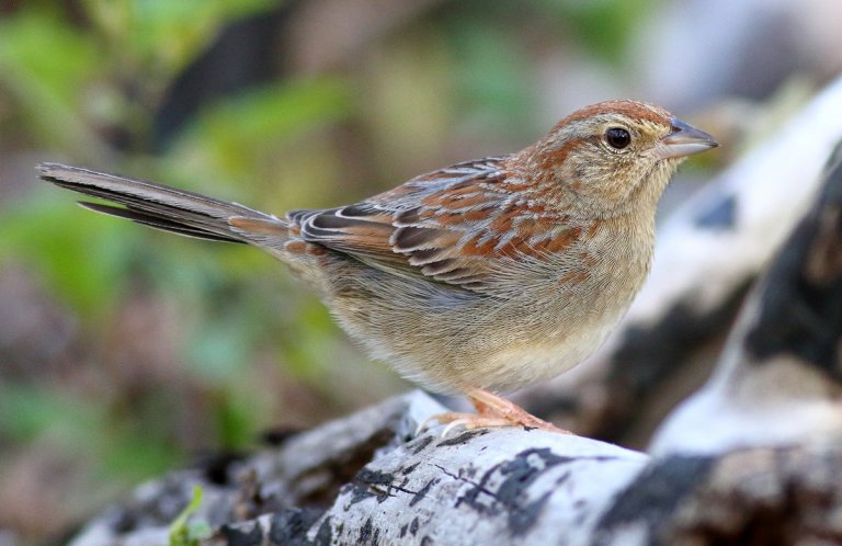 Bachman's Sparrow by Sam Zhang, Macaulay Library at the Cornell Lab of Ornithology