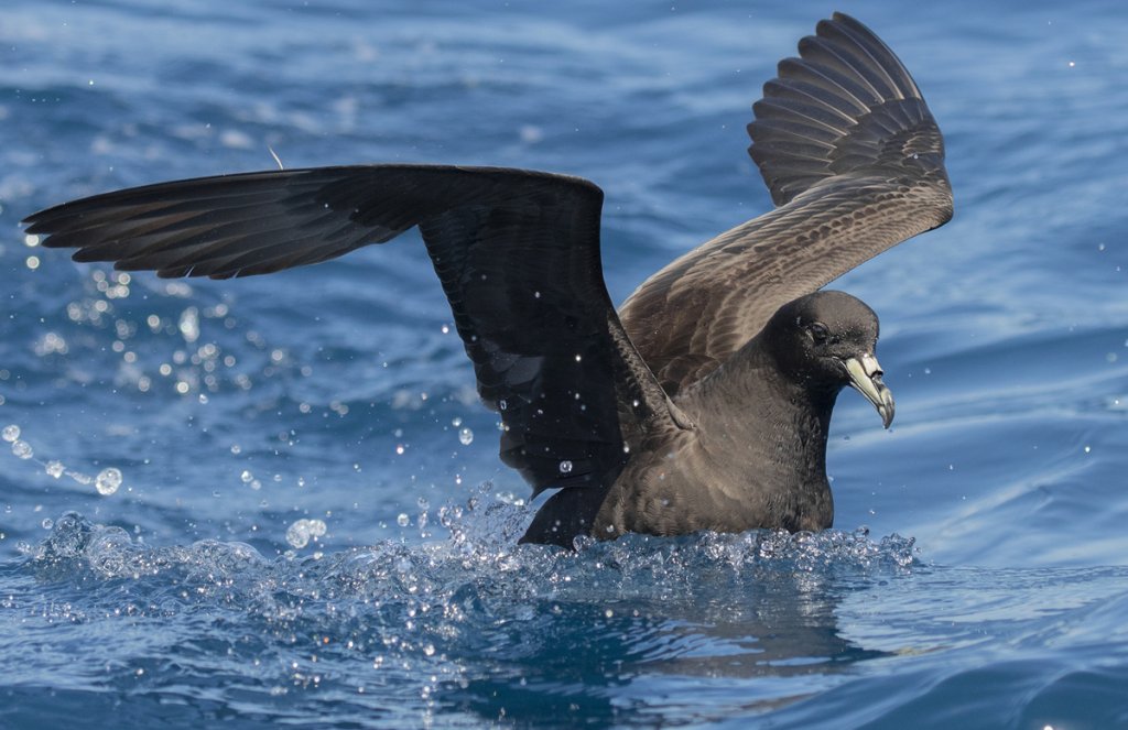 Parkinson's (Black) Petrel by Timothy Paasila, Macaulay Library at the Cornell Lab of Ornithology