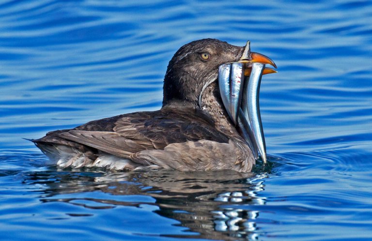 Rhinceros Auklet by Robert L. Kothenbeutel, Shutterstock.