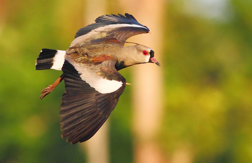 Southern Lapwing by Greg Homel, Natural Elements Productions