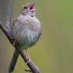 Bachmans Sparrow in song. Photo by Gary Flanagan.