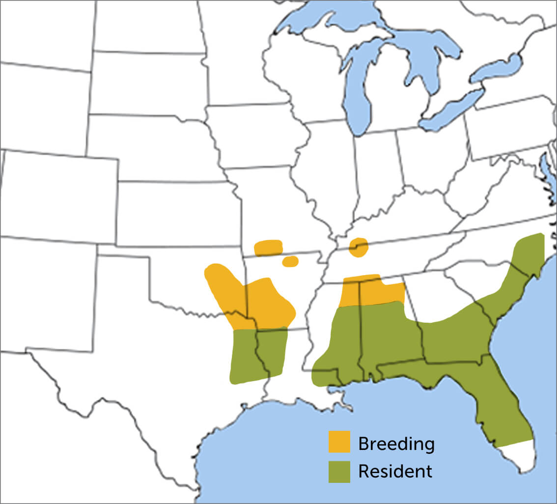 Bachman's Sparrow range map by ABC