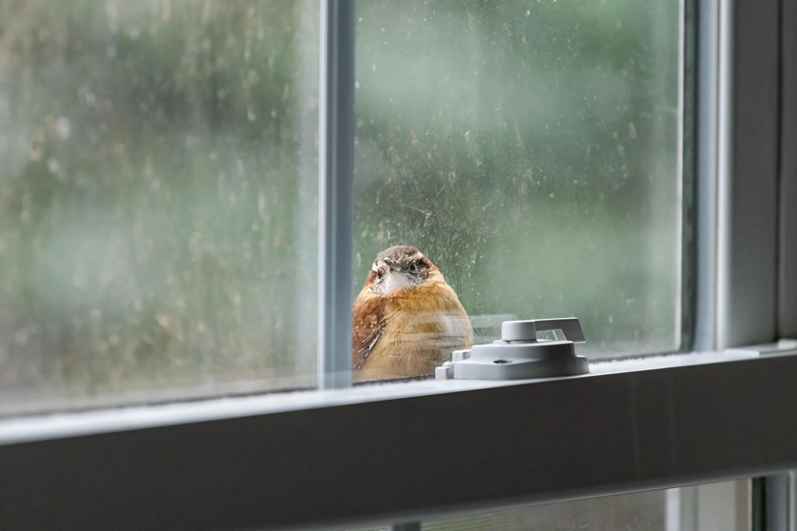 Carolina Wren at window. Photo by Kristi Blokhin, Shutterstock.