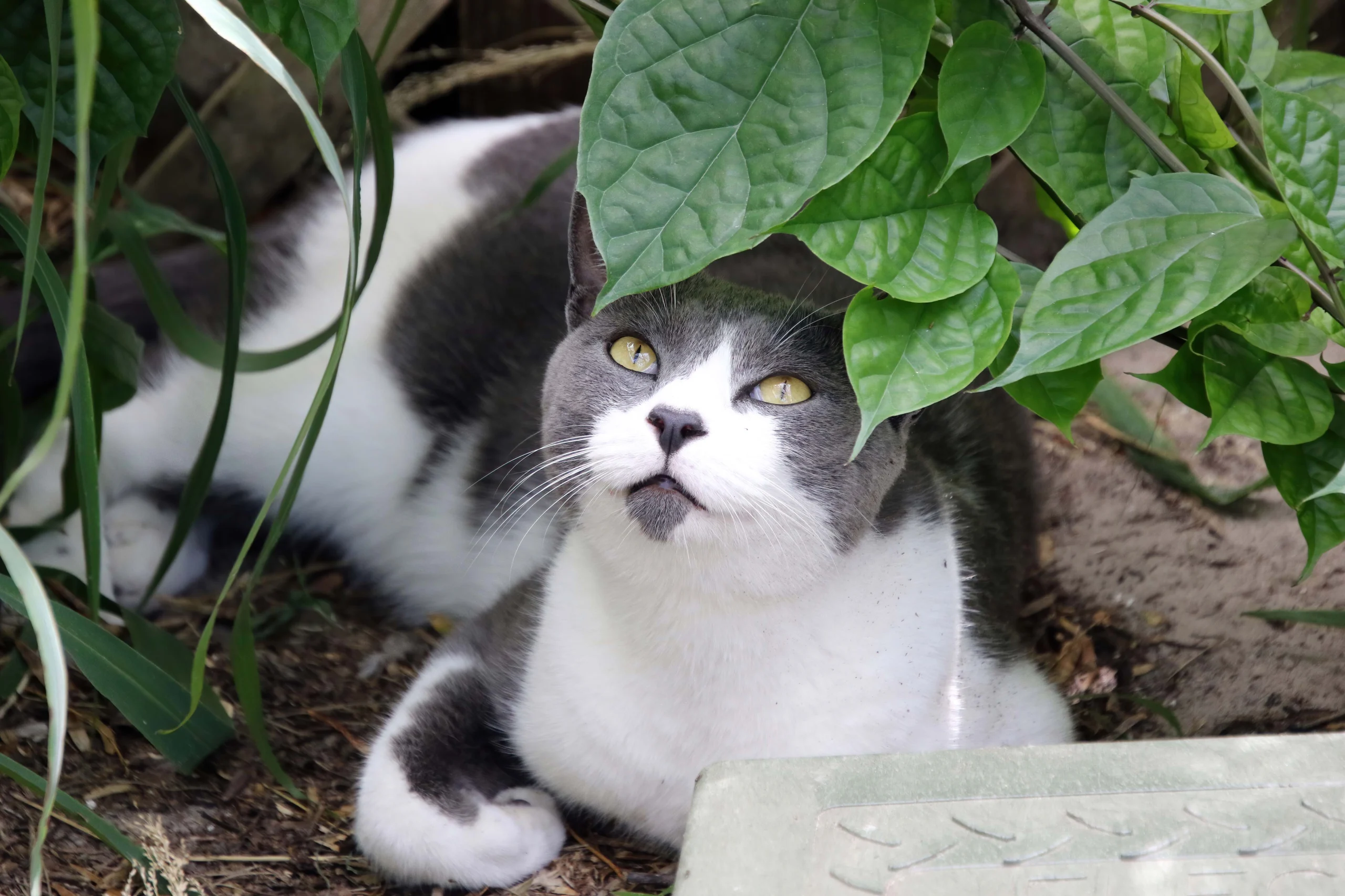 Cat laying under a plant. Photo by David Sikes.