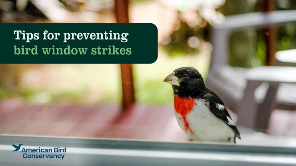 YouTube thumbnail for Tips for Preventing Bird-Window Strikes