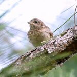 Juvenile Bachman's Sparrow. Photo by Deborah Grimes, Macaulay Library at the Cornell Lab of Ornithology.