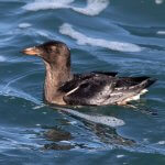 Juvenile Rhinoceros Auklet. Photo by Rob Fowler, Macaulay Library at the Cornell Lab of Ornithology.