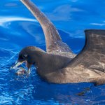 Parkinson's (Black) Petrel feeding. Photo by Traveller MG, Shutterstock