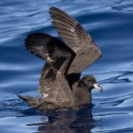 Parkinson's (Black) Petrel. Photo by Chris Burney, Macaulay Library at the Cornell Lab of Ornithology