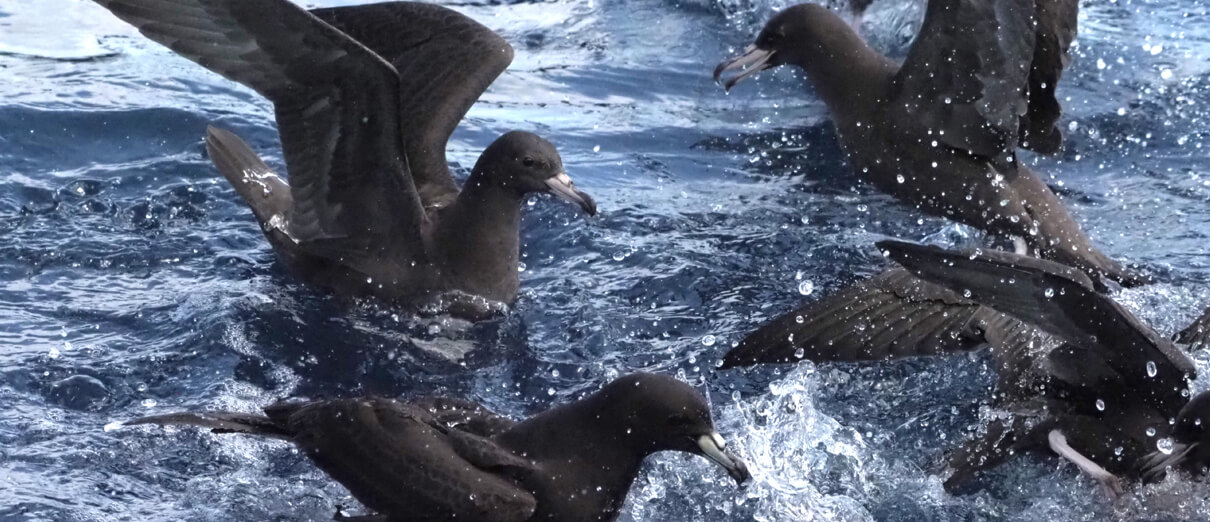 A group of Parkinson's (Black) Petrels feeding. Photo by Sue Lee, Macaulay Library at the Cornell Lab of Ornithology.