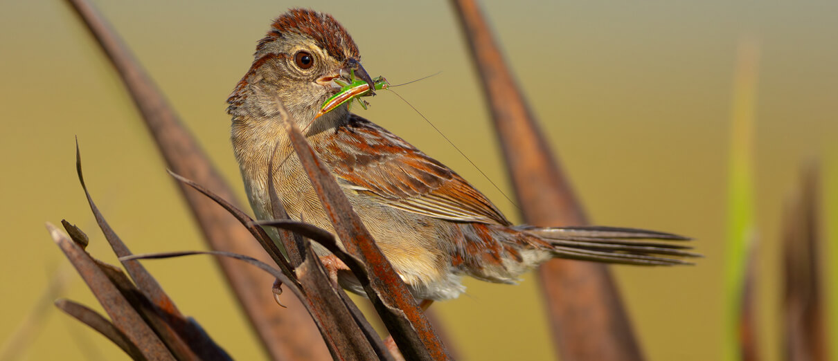 Bachman's Sparrow with prey. Photo by Kaysea Bruce, Macaulay Library at the Cornell Lab of Ornithology.