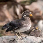 Rhinoceros Auklets by Lori Ellis, Shutterstock