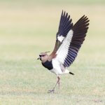 Southern Lapwing with wings up. Photo by Tena Gardiner, Macaulay Library at the Cornell Lab of Ornithology.