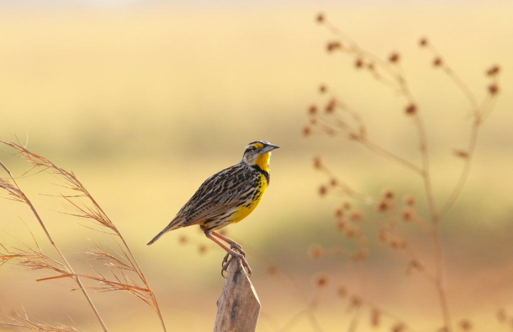 House Introduces Urban Bird Treaty Act to Aid Birds Across U.S. Cities ...